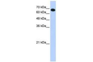 Image no. 1 for anti-Coiled-Coil Domain Containing 38 (CCDC38) (AA 143-192) antibody (ABIN6741246) (CCDC38 抗体  (AA 143-192))