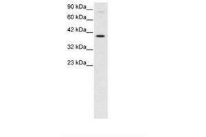Image no. 3 for anti-KIN, Antigenic Determinant of RecA Protein Homolog (KIN) (AA 230-279) antibody (ABIN6735789) (KIN 抗体  (AA 230-279))