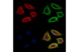 ABIN7094466 and ABIN7098514 staining HepG2 cells by IF/ICC. (SCG2 抗体  (N-Term))