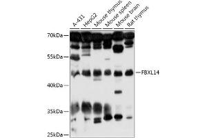 Western blot analysis of extracts of various cell lines, using FBXL14 antibody (ABIN7267080) at 1:1000 dilution. (FBXL14 抗体  (AA 1-418))