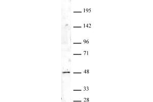 HOXA9 antibody (pAb) tested by Western blot. (HOXA9 抗体  (N-Term))