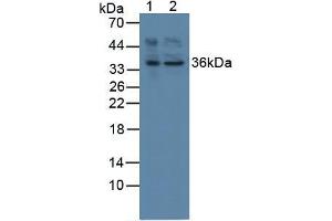 Western blot analysis of (1) Human HepG2 Cells and (2) Human HeLa cells. (AFT1 抗体  (AA 3-245))