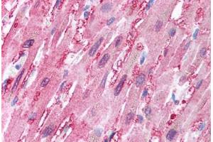Human Heart (formalin-fixed, paraffin-embedded) stained with BANF1 antibody ABIN213904 at 5 ug/ml followed by biotinylated goat anti-rabbit IgG secondary antibody ABIN481713, alkaline phosphatase-streptavidin and chromogen. (BANF1 抗体  (C-Term))