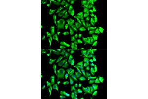 Immunofluorescence (IF) image for anti-Heat Shock Protein 90kDa alpha (Cytosolic), Class B Member 1 (HSP90AB1) (AA 1-300) antibody (ABIN3021406)