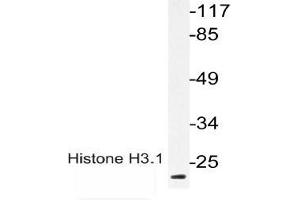 Western blot (WB) analysis of p-Histone H3. (Histone H3.1 抗体  (pThr3))