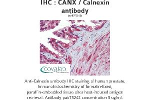Image no. 2 for anti-Calnexin (CANX) (N-Term) antibody (ABIN1732595) (Calnexin 抗体  (N-Term))