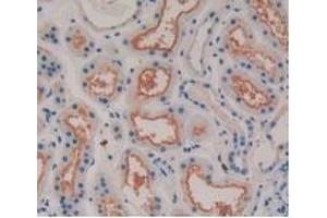 Detection of MSTN in Human Kidney Tissue using Monoclonal Antibody to Myostatin (MSTN) (MSTN 抗体  (AA 267-375))