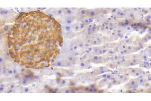 Detection of CHGA in Mouse Pancreas Tissue using Polyclonal Antibody to Chromogranin A (CHGA) (Chromogranin A 抗体  (AA 24-154))