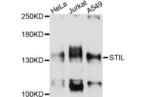 Western blot analysis of extracts of various cell lines, using STIL antibody (ABIN4905325) at 1:1000 dilution. (STIL 抗体)