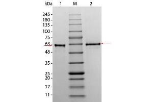 SDS-PAGE of AKT3 (phosphatase treated) Human Recombinant Protein. (AKT3 蛋白)