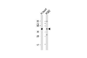 All lanes : Anti-PDK4 Antibody (C-term) at 1:2000 dilution Lane 1: human heart lysate Lane 2: K562 whole cell lysate Lysates/proteins at 20 μg per lane. (PDK4 抗体  (C-Term))