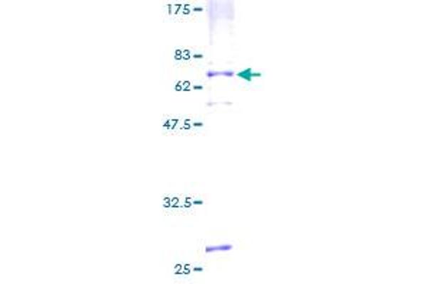 Apelin Receptor Protein (APLNR) (AA 1-380) (GST tag)