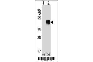 Western blot analysis of FCGR2A using rabbit polyclonal FCGR2A Antibody using 293 cell lysates (2 ug/lane) either nontransfected (Lane 1) or transiently transfected (Lane 2) with the FCGR2A gene. (FCGR2A 抗体  (C-Term))