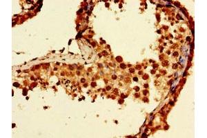 Immunohistochemistry of paraffin-embedded human testis tissue using ABIN7161705 at dilution of 1:100 (NCMAP 抗体  (AA 54-102))