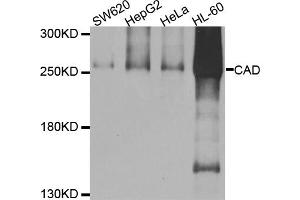 Western blot analysis of extracts of various cell lines, using CAD antibody. (CAD 抗体)