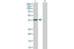 Western Blot analysis of APOL2 expression in transfected 293T cell line by APOL2 MaxPab polyclonal antibody. (Apolipoprotein L 2 抗体  (AA 1-337))