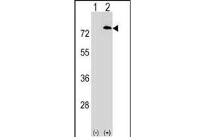 Western blot analysis of F1 (arrow) using rabbit polyclonal F1 Antibody (C-term) (ABIN1537336 and ABIN2848676).