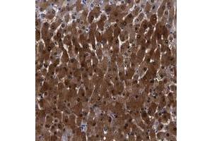 Immunohistochemical staining of human liver with FAM129B polyclonal antibody  shows strong cytoplasmic and nuclear positivity in hepatocytes at 1:500-1:1000 dilution.