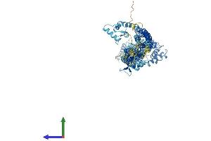 AlphaFold protein structure predicition of Human Recombinant ACTN1 Protein, UniprotID P12814 (ACTN1 Protein (AA 1-892) (His tag))