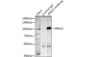 Immunoprecipitation analysis of 600 μg extracts of Mouse lung using 3 μg PRKG2 antibody (ABIN7269664).