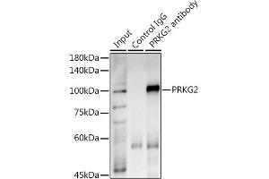 Immunoprecipitation analysis of 600 μg extracts of Mouse lung using 3 μg PRKG2 antibody (ABIN7269664). (PRKG2 抗体)