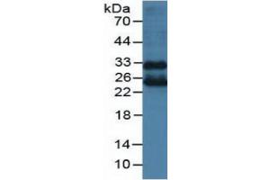 Rabbit Capture antibody from the kit in WB with Positive Control: Mouse lung tissue. (FLT3LG CLIA Kit)