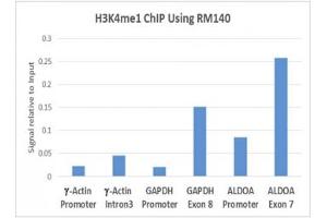 ChIP performed on human HeLa cells using 5ug recombinant H3K4me1 antibody. (Recombinant Histone 3 抗体  (meLys4))