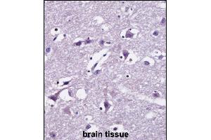 SEC22B Antibody (Center) ((ABIN657983 and ABIN2846930))immunohistochemistry analysis in formalin fixed and paraffin embedded human brain tissue followed by peroxidase conjugation of the secondary antibody and DAB staining. (SEC22B 抗体  (AA 75-104))