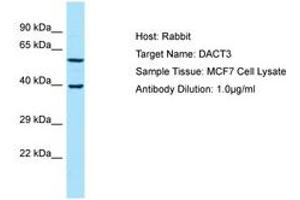 Image no. 1 for anti-Dapper, Antagonist of beta-Catenin, Homolog 3 (DACT3) (AA 255-304) antibody (ABIN6750047) (DACT3 抗体  (AA 255-304))