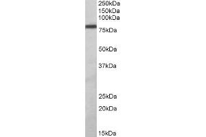 ABIN2560812 (1µg/ml) staining of Daudi lysate (35µg protein in RIPA buffer). (ZBTB24 抗体  (AA 232-245))