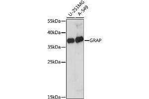 Western blot analysis of extracts of various cell lines, using GRAP antibody. (GRAP 抗体)