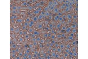 IHC-P analysis of Kidney tissue, with DAB staining. (CD99 抗体  (AA 27-161))
