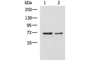 Western blot analysis of A172 and TM4 cell lysates using MYEF2 Polyclonal Antibody at dilution of 1:800 (MYEF2 抗体)