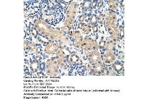 Rabbit Anti-GPR161 Antibody  Paraffin Embedded Tissue: Human Kidney Cellular Data: Epithelial cells of renal tubule Antibody Concentration: 4. (GPR161 抗体  (N-Term))