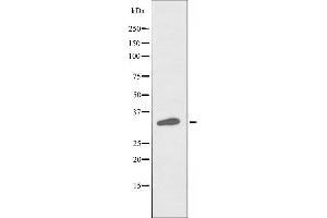 Western blot analysis of extracts from HuvEc cells, using POU4F3 antibody. (POU4F3 抗体  (Internal Region))