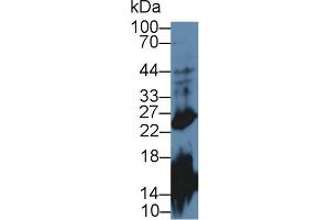 Western Blot; Sample: Mouse Cerebrum lysate; Primary Ab: 2µg/mL Rabbit Anti-Mouse GH Antibody Second Ab: 0. (Growth Hormone 1 抗体  (AA 28-216))