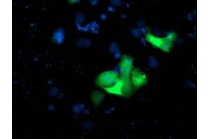 Image no. 2 for anti-Ubiquitin Specific Peptidase 10 (USP10) antibody (ABIN1501687) (USP10 抗体)