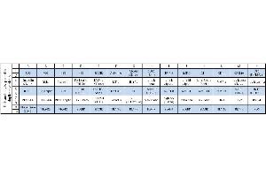 Image no. 1 for Human Cytokine Array C8 (ABIN625570) (人 Cytokine Array C8)
