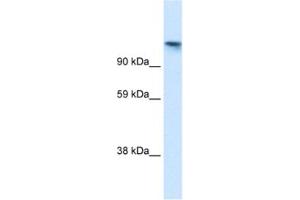 Western Blotting (WB) image for anti-Cullin-Associated and Neddylation-Dissociated 1 (CAND1) antibody (ABIN2460995) (CAND1 抗体)