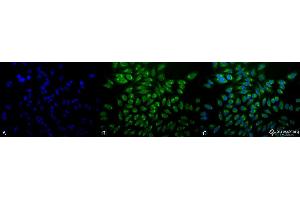 Immunocytochemistry/Immunofluorescence analysis using Mouse Anti-GRP78 Monoclonal Antibody, Clone 1H11-1H7 . (GRP78 抗体  (Atto 390))