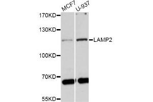 Western blot analysis of extracts of various cell lines, using LAMP2 antibody (ABIN1873504) at 1:1000 dilution. (LAMP2 抗体)