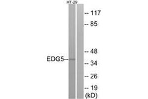 Western blot analysis of extracts from HT-29 cells, using EDG5 Antibody. (S1PR2 抗体  (AA 261-310))