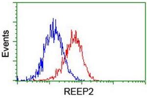 Image no. 2 for anti-Receptor Accessory Protein 2 (REEP2) antibody (ABIN1500658) (REEP2 抗体)