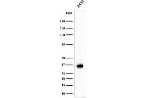 Western Blot Analysis of A431 cell lysate using Nucleophosmin-Monospecific Mouse Monoclonal Antibody (NPM1/1902). (NPM1 抗体  (AA 185-287))