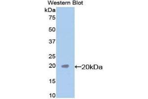 Western Blotting (WB) image for anti-Caspase 7, Apoptosis-Related Cysteine Peptidase (CASP7) (AA 24-198) antibody (ABIN3208611) (Caspase 7 抗体  (AA 24-198))