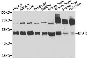 Western blot analysis of extracts of various cell lines, using BFAR antibody. (BFAR 抗体)