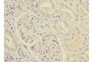 Immunohistochemistry of paraffin-embedded human kidney tissue using ABIN7160958 at dilution of 1:100 (NDUFS3 抗体  (AA 37-264))