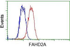 HEK293T cells transfected with either pCMV6-ENTRY FAHD2A (RC211128) (Red) or empty vector control plasmid (Blue) were immunostained with anti-FAHD2A mouse monoclonal (ABIN2453022), and then analyzed by flow cytometry. (FAHD2A 抗体)