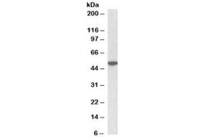 Western blot testing of mouse brain lysate with CHRM2 antibody at 2ug/ml. (Muscarinic Acetylcholine Receptor M2 抗体)