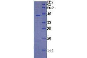 SDS-PAGE of Protein Standard from the Kit (Highly purified E. (Annexin a1 ELISA 试剂盒)